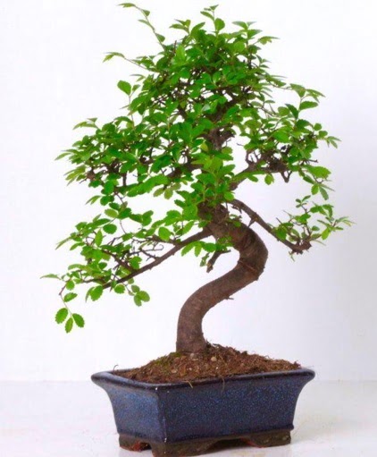 S gvdeli bonsai minyatr aa japon aac  Ar iek gnderme sitemiz gvenlidir 