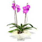  Ağrı çiçek satışı  Cam yada mika vazo içerisinde  1 kök orkide