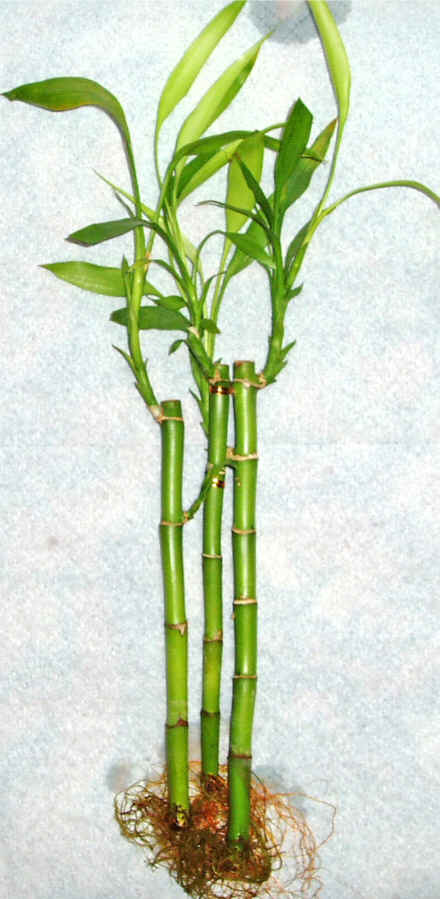 Lucky Bamboo 3 adet vazo hediye edilir   Ar cicek , cicekci 