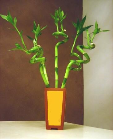 Lucky Bamboo 5 adet vazo ierisinde  Ar internetten iek sat 