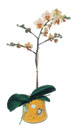  Ağrı online çiçek gönderme sipariş  Phalaenopsis Orkide ithal kalite