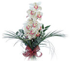 Ağrı çiçek siparişi sitesi  Dal orkide ithal iyi kalite
