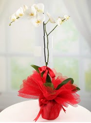 1 dal beyaz orkide saksı çiçeği  Ağrı yurtiçi ve yurtdışı çiçek siparişi 