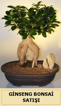 İthal Ginseng bonsai satışı japon ağacı  Ağrı çiçek siparişi sitesi 