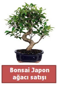 Japon ağacı bonsai satışı  Ağrı çiçek siparişi sitesi 