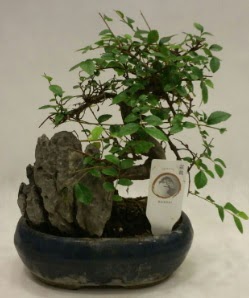 İthal 1.ci kalite bonsai japon ağacı  Ağrı çiçek satışı 