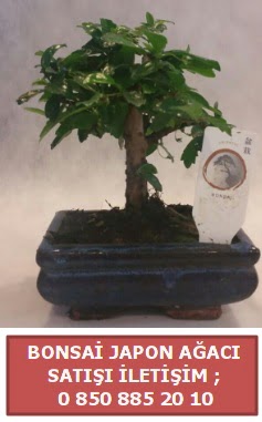 Japon ağacı minyaür bonsai satışı  Ağrı çiçek satışı 