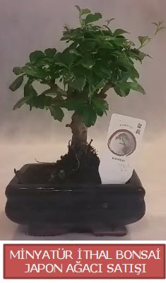 Küçük görsel bonsai japon ağacı bitkisi  Ağrı çiçek , çiçekçi , çiçekçilik 