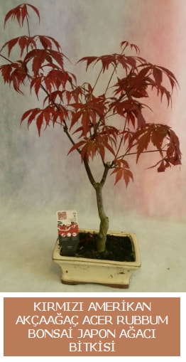 Amerikan akçaağaç Acer Rubrum bonsai  Ağrı uluslararası çiçek gönderme 