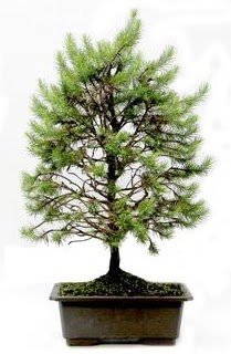 *** STOKTA YOK - Çam ağacı bonsai bitkisi satışı  Ağrı cicekciler , cicek siparisi 