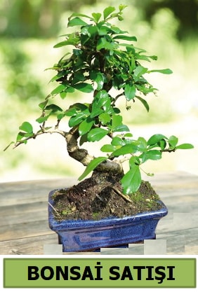 Çam bonsai japon ağacı satışı  Ağrı çiçek satışı 