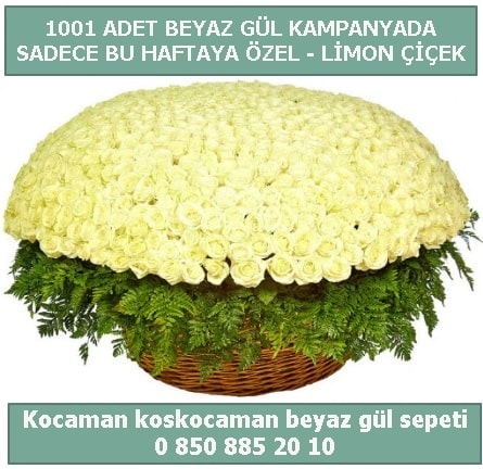 1001 adet beyaz gül sepeti özel kampanyada  Ağrı çiçek gönderme sitemiz güvenlidir 