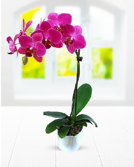 Tek dallı mor orkide  Ağrı çiçek satışı 