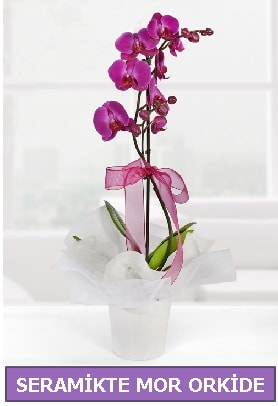 Seramik içerisinde birinci kalite tek dallı mor orkide  Ağrı İnternetten çiçek siparişi 