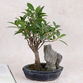 Japon ağacı Evergreen Ficus Bonsai  Ağrı çiçek gönderme sitemiz güvenlidir 