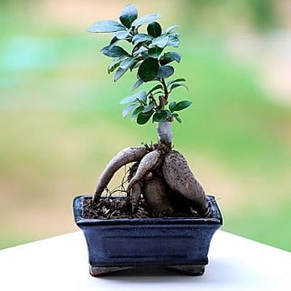 Marvellous Ficus Microcarpa ginseng bonsai  Ağrı çiçek siparişi vermek 