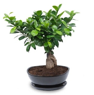 Ginseng bonsai ağacı özel ithal ürün  Ağrı internetten çiçek satışı 