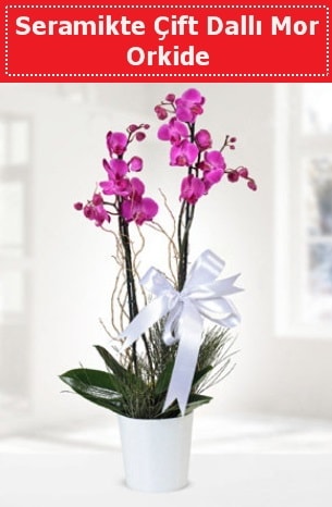 Seramikte Çift Dallı Mor Orkide  Ağrı anneler günü çiçek yolla 