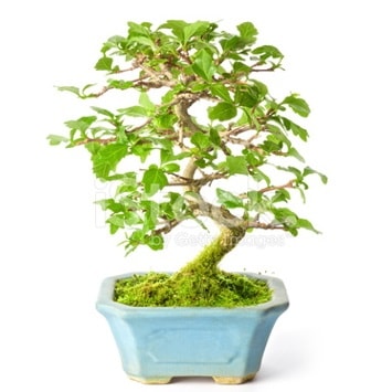 S zerkova bonsai kısa süreliğine  Ağrı İnternetten çiçek siparişi 