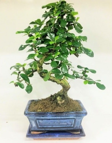 S Bonsai japon ağacı bitkisi  Ağrı uluslararası çiçek gönderme 