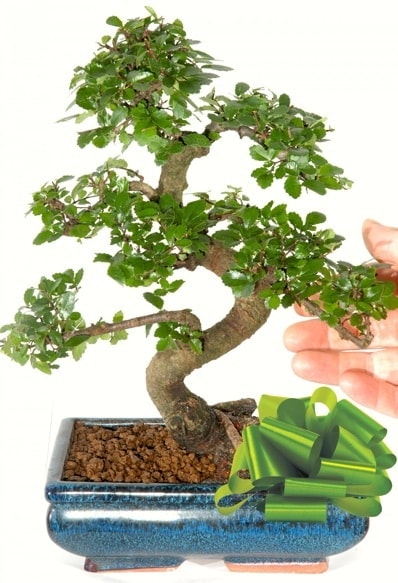 Yaklaşık 25 cm boyutlarında S bonsai  Ağrı çiçek siparişi sitesi 