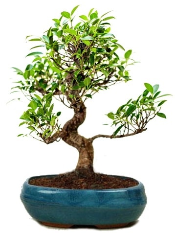 25 cm ile 30 cm aralığında Ficus S bonsai  Ağrı çiçek gönderme sitemiz güvenlidir 