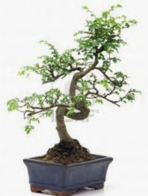 S gövde bonsai minyatür ağaç japon ağacı  Ağrı çiçek satışı 