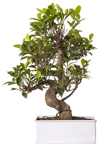 Exotic Green S Gövde 6 Year Ficus Bonsai  Ağrı çiçek gönderme sitemiz güvenlidir 