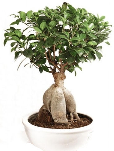 Ginseng bonsai japon ağacı ficus ginseng  Ağrı İnternetten çiçek siparişi 